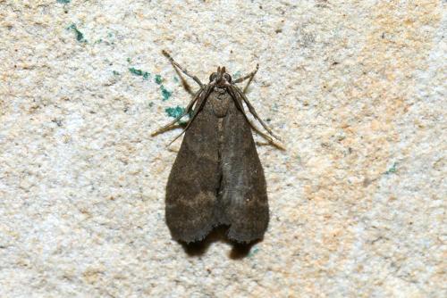 Réf. 267 952 : Eccopisa effractella